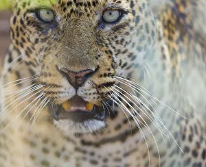 Images Dated 26th January 2013: Leopard (Panthera pardus) portrait, Samburu National Reserve, Kenya