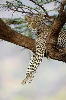 Images Dated 4th December 2013: Leopard (Panthera pardus) resting in acacia tree, Samburu National Reserve, Kenya, Africa