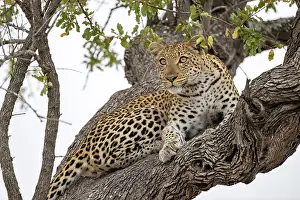 Spotted Prints: Leopard (Panthera pardus) resting high up in a tree