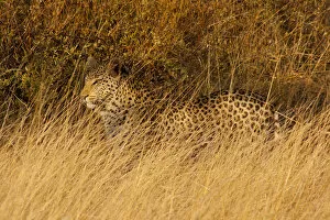 Hidden In Nature Gallery: Leopard (Panthera pardus) walking through dry grassland, Erindi Game Reserve, Namibia