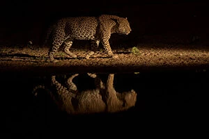 2018 December Highlights Gallery: Leopard (Panthera pardus) walking beside waterhole, reflected in the water at dusk
