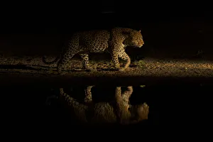 Leopards Prints: Leopard (Panthera pardus) walking along waterhole, reflected in the water at dusk