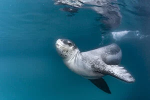 Antarctic Ocean Gallery: Leopard seal (Hydrurga leptonyx), Antarctic Peninsula, Antarctica