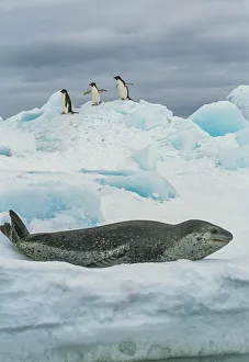 Leopard seal (Hydrurga leptonyx) resting on ice with three Adelie penguin