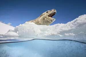 Icebergs Gallery: Leopard seal (Hydrurga leptonyx) resting over an iceberg, Antarctic Peninsula, Antarctica