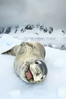 Images Dated 23rd July 2019: Leopard seal (Hydrurga leptonyx) resting over an iceberg, Antarctic Peninsula, Antarctica