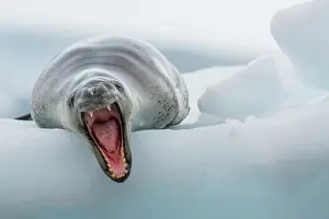 Iceberg Prints: Leopard seal (Hydrurga leptonyx) resting on an iceberg