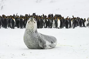Leopard seal (Hydrurga leptonyx) rests, with King penguins (Aptenodytes patagonicus
