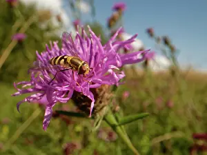 Syrphidae Prints: Lesser banded hoverfly (Syrphus vitripennis) nectaring on a Greater knapweed (Centaurea scabiosa)