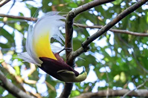 Paradisaea Prints: Lesser bird of paradise (Paradisaea minor) male
