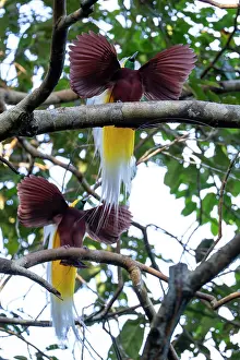 Paradisaea Prints: Two Lesser bird of paradise (Paradisaea minor) males