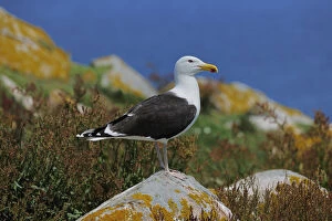 Images Dated 17th June 2010: Lesser Black Backed Gull (Larus fuscus) perched on a rock. Great Saltee Island, Kilmore Quay