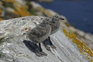 Two Lesser Black-backed Gull (Larus fuscus) chicks on a rock. Great Saltee Island