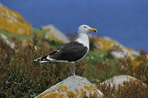 Laridae Prints: Lesser Black Backed Gull (Larus fuscus) perched on a rock