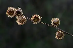 Pods Prints: Lesser burdock (Arctium minus) seed pods / burs, Dorset, England, UK. October
