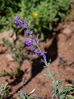 Labiatae Prints: Lesser catmint (Nepeta amethystina laciniata) flowering