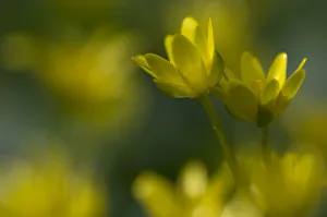 Arty Prints: Lesser celandine / Figwort (Ranunculus ficaria) France
