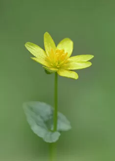 Armagh Gallery: Lesser celandine (Ranunculus ficaria) Clare Glen, Tandragee, County Armagh. Northern Ireland