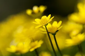 Lesser celandine (Ranunculus ficaria) close up of flowers, Broxwater, North Cornwall