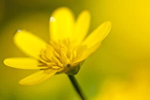 Images Dated 29th March 2012: Lesser celandine (Ranunculus ficaria) in flower, Cornwall, England, UK, March