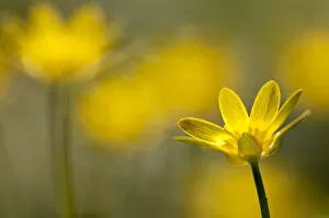 Images Dated 29th March 2012: Lesser celandine (Ranunculus ficaria) in flower, Cornwall, England, UK, March