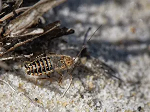 Heathland Prints: Lesser cockroach (Ectobius panzeri) female with vestigial wings