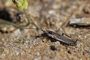 Heathland Prints: Lesser cockroach (Ectobius panzeri) male