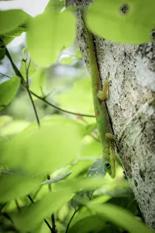 Gecko Prints: Lesser day gecko (Phelsuma pusilla) resting on tree trunk
