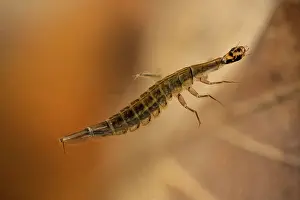 Rhinotia Prints: Lesser diving beetle (Acilius sulcatus) larva and Mosquito (Culicidae) larvae in woodland pond