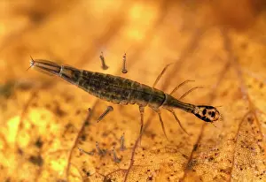 Rhinotia Prints: Lesser diving beetle (Acilius sulcatus) larva and Mosquito (Culicidae) larvae in woodland pond