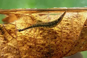 Rhinotia Prints: Lesser diving beetle (Acilius sulcatus) larva taking in air at surface of woodland pond