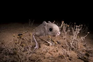 Images Dated 24th July 2020: Lesser Egyptian jerboa (Jaculus jaculus) in the desert at night, Oued Afra