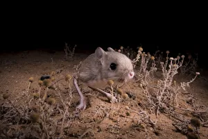 Lesser Egyptian jerboa (Jaculus jaculus) in the desert at night, Oued Afra
