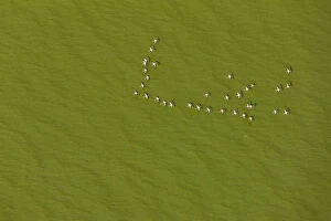 Aerial View Gallery: Lesser flamingo flock (Phoeniconaias) flying over lake with green algae, aerial view