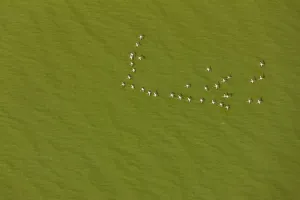 Lesser flamingo flock (Phoeniconaias) flying over lake with green algae, aerial view