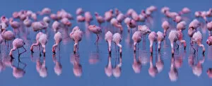 Images Dated 21st August 2009: Lesser flamingo (Phoeniconaias minor) flock in lake Nakuru, Kenya