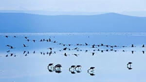 Cool Coloured Coasts Collection: Lesser flamingo (Phoeniconaias minor) flock in lake in morning, Lake Nakuru NP, Rift Valley, Kenya