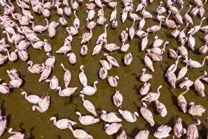 Lesser flamingo (Phoeniconaias minor) aerial view of flock gathering at lake, Bogoria