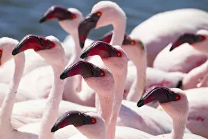 Flamingos Gallery: Lesser flamingo (Phoeniconaias minor) flock, Walvis Bay, Namibia