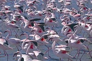 Lesser flamingo (Phoeniconaias minor) flock, Walvis Bay Namibia