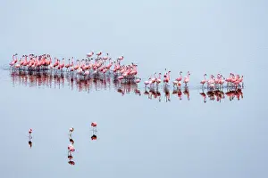 Phoenicopteridae Prints: Lesser flamingo (Phoeniconaias minor) flock beginning courtship display