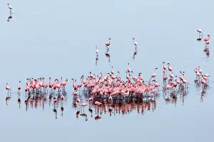 Phoenicopteridae Prints: Lesser flamingo (Phoeniconaias minor) flock beginning courtship display