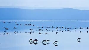 Tectonic Plates Prints: Lesser flamingo (Phoeniconaias minor) flock in lake in morning