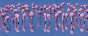Lesser flamingo (Phoeniconaias minor) flock in lake Nakuru, Kenya