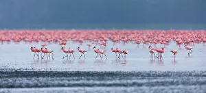 Flamingos Prints: Lesser flamingo (Phoeniconaias minor) flock in lake Nakuru, Kenya