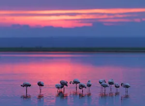 On One Leg Prints: Lesser flamingo (Phoeniconaias minor) flock resting at sunset