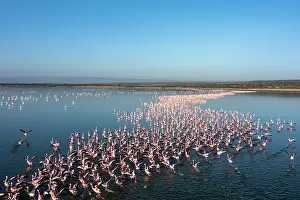 Phoenicopteridae Prints: Lesser flamingo (Phoeniconaias minor) flock taking flight from lake