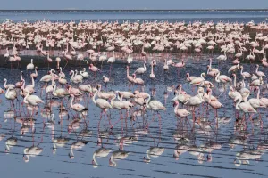 Lesser flamingo (Phoeniconaias minor) and Greater flamingo (Phoenicopterus roseus) flock