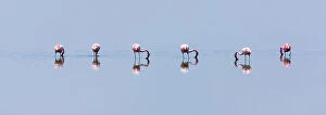 Lesser flamingos (Phoeiconaias minor) feeding in still lake, Lake Nakuru, Rift valley