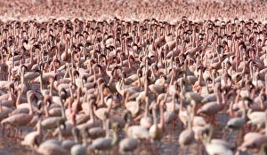 Images Dated 20th August 2009: Lesser flamingos (Phoeniconaias minor) flock in Lake Bogoria, Rift valley, Kenya